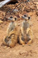 Meerkat - Suricata suricatta stands erect and observes the surroundings.
