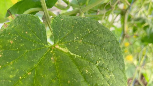 Cucumber leaves affected by downy mildew close-up. Cucumber disease Peronosporosis or False powdery mildew. Leaf with yellow spots. Early symptoms.
