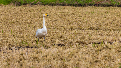 畑の中に立つ白鳥