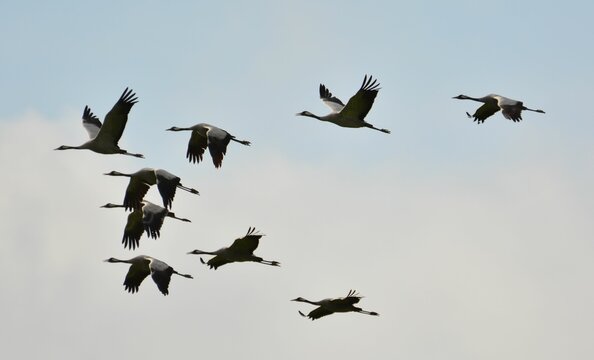 Flock Of Flying Cranes In A Cloudy Sky