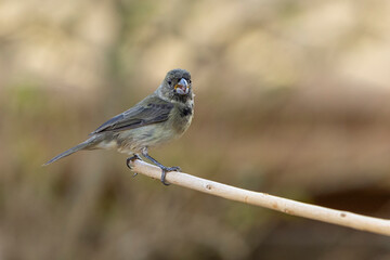 A female of Double-collared Seedeater also know as Coleirinho perched on the branch. Species Sporophila caerulescens. Birdwatching. Birding. Bird lover.