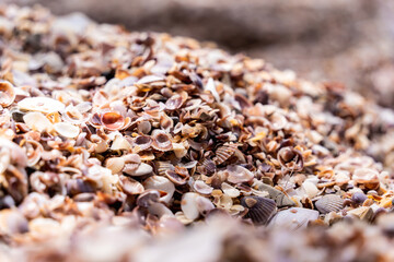Beach full of shells on the ocean side