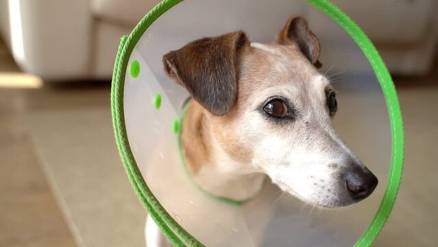 Adorable small dog in Elizabethan collar close up portrait looks carefully into the camera. recovery from illness dog collar to protect against damage. Domestic animals care theme video footage