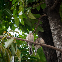Spotted dove, Spotted turtle dove at tree