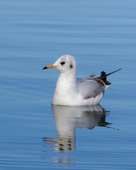seagull on the water