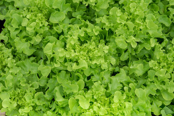 Vegetable salad organic background