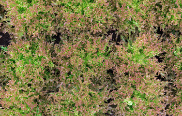 Vegetable salad organic background