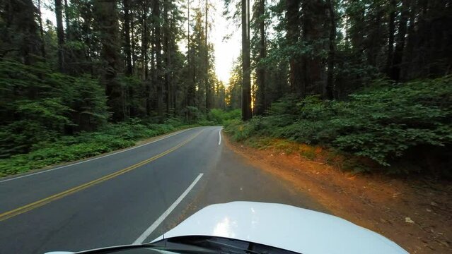Point Of View Time Lapse Shot Of Car Moving On Forest Road Amidst Green Trees - Yosemite, California