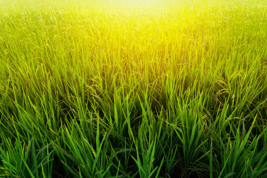 Rice farm, Rice field, Rice paddy in thailand, rice field in Beautiful sunrise