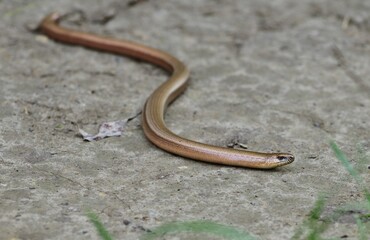 Westliche Blindschleiche (Anguis fragilis)