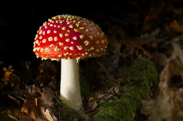 fly agaric close up in macro today