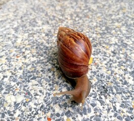Schnecke mit braunem Schneckenhaus
