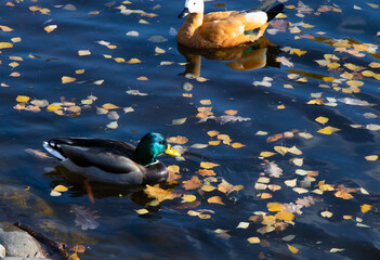 Mallards and ogari on the pond on a sunny autumn day