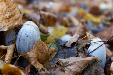 Inedible mushrooms. Toadstools in the park. Autumn foliage.