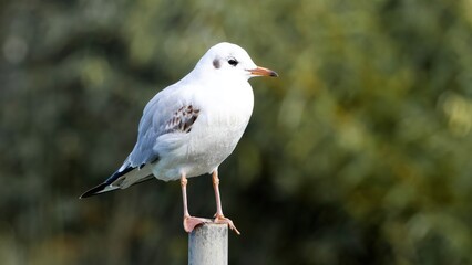 seagull on a post