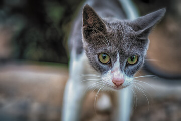 Die Katzen von Paros
