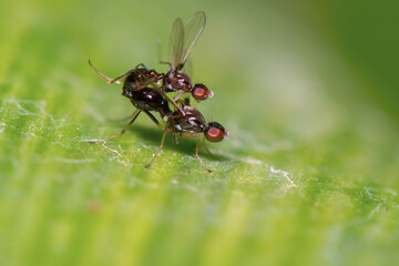 Mosca Sepsídea acasalando
