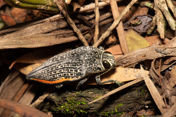 Besouro Joia Psiloptera