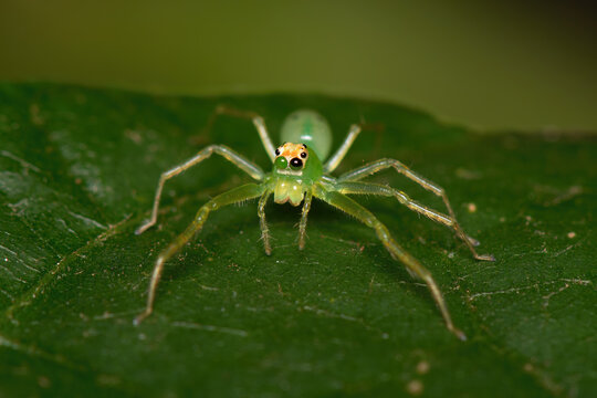 Papa-Moscas Verde (Lyssomanes) 