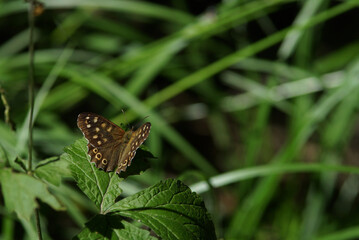 brauner Waldfalter am sonnenbaden