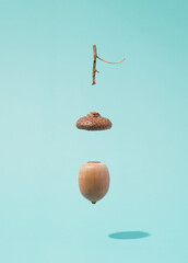 Oak acorn parts separated in the air on a pastel blue background. Forest fruit, nuts and cups template. © Neeqolah