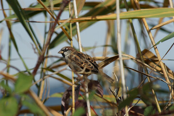 Spatz im Schilf