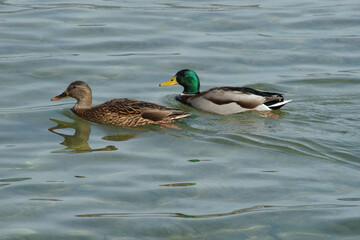 Obraz premium Stockentenpaar am Zürichsee