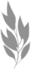 Leaf Shadow Overlay