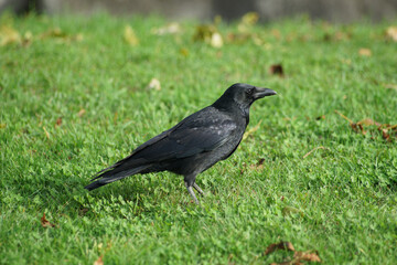 Fototapeta premium Rabenkrähe im Gras