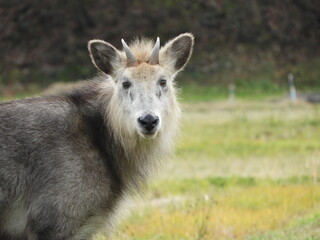 二ホンカモシカ