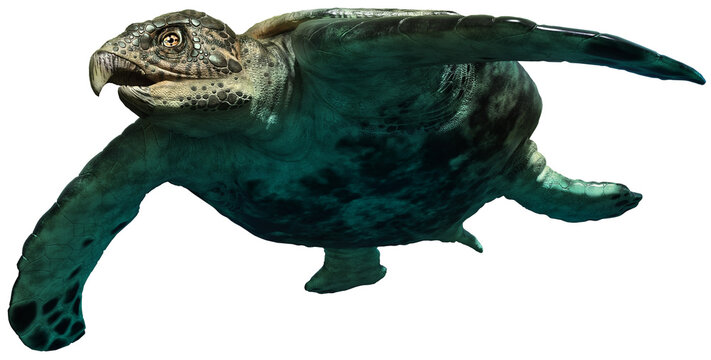 Archelon prehistoric turtle 3D illustration	