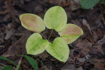 Leaves captured along a hiking trail in Ontario.