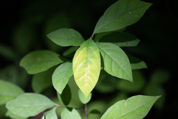 Leaves captured along a hiking trail in Ontario.