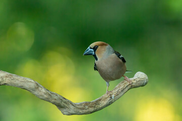 Adult Hawfinch sitting on the edge of water