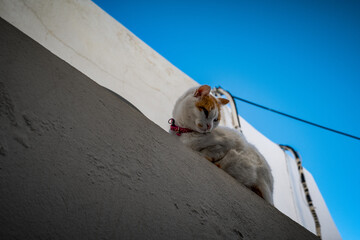 Die Katzen von Paros