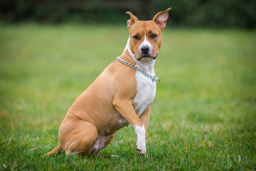 american staffordshire terrier in the meadow - 540468078