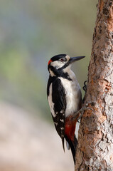 Great spotted woodpecker Dendrocopos major thanneri. Male. Alsandara mountain. Natural Reserve of Inagua. Tejeda. Gran Canaria. Canary Islands. Spain.