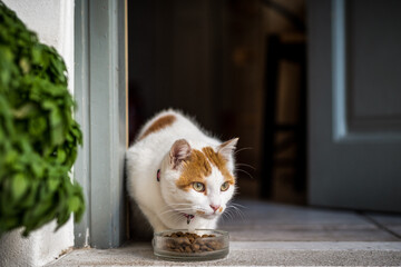 Die Katzen von Paros