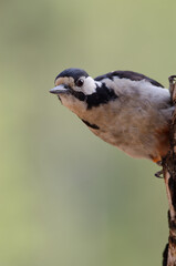 Great spotted woodpecker Dendrocopos major thanneri. Female. Alsandara mountain. Reserve of Inagua. Tejeda. Gran Canaria. Canary Islands. Spain.