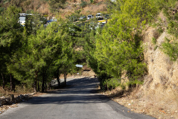 Trees Road leading to mountain, Lebanon