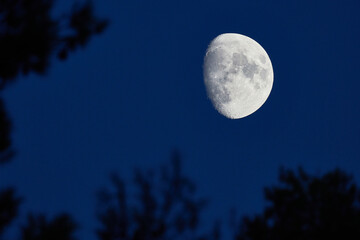 Fototapeta na wymiar rising moon at twilight framed by tree branches