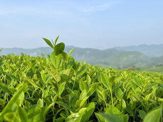 Tea plantation on hills and morning sun in Vietnam