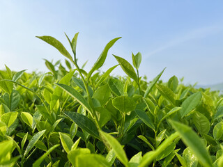 Obraz premium Tea plantation on hills and morning sun in Vietnam