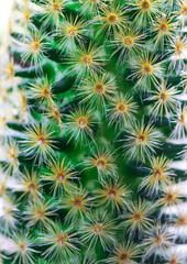 Fototapeta premium Cute Green spike cactus houseplant