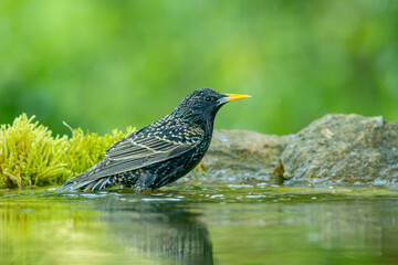 Common Starling in to the forest