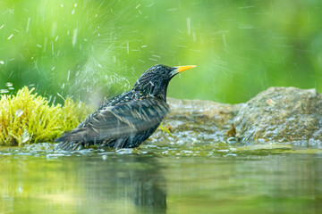 Common Starling in to the forest