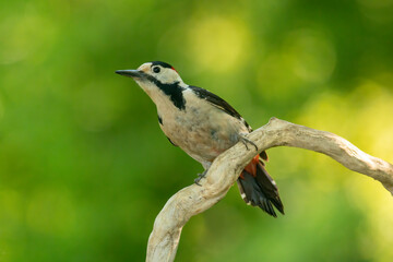 Syrian Woodpecker (Dendrocopos syriacus) in forest