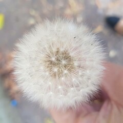 Close-up view of a dandelion, blowball in a blurred background. 