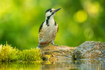 Syrian Woodpecker (Dendrocopos syriacus) in forest