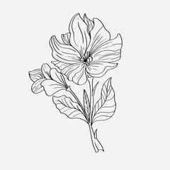 coloring pages of beautiful lily flowers printables. Outline Lilies . Black and white page for coloring book. Anti-stress coloring. Line art flowers